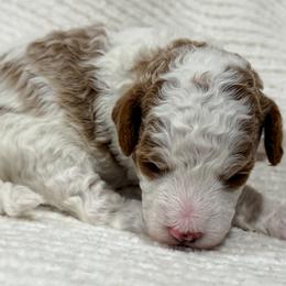 Natalie - Parti female Poodle puppy in Fort Collins, Colorado from Yellow Dog Farm