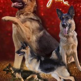 Irma - German Shepherd