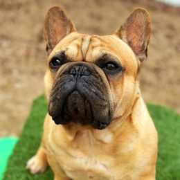 Nugget - French Bulldog