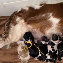 Cavalier King Charles Spaniel puppies from Sunshine State Cavaliers