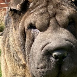 Ebony - Chinese Shar-Pei