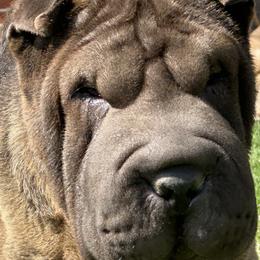 Ebony - Chinese Shar-Pei