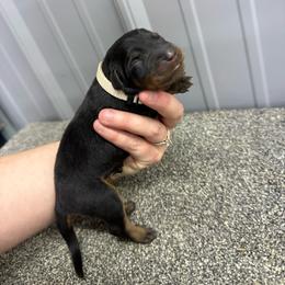 Tan - Black and rust female Beauceron puppy in Floyd’s Knobs, Indiana from Birdwing Beaucerons