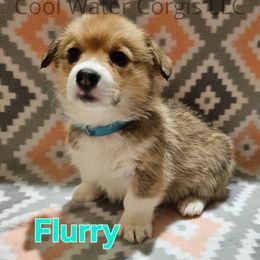 Flurry - Red Pembroke Welsh Corgi puppy in Kiowa, Colorado from Cool Water Corgis LLC