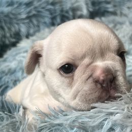 Zoe - Cream French Bulldog puppy in Clayton, California from Frenchie Luvbugs