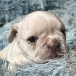 Zoe - Cream French Bulldog puppy in Clayton, California from Frenchie Luvbugs