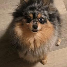Azure - Pomeranian
