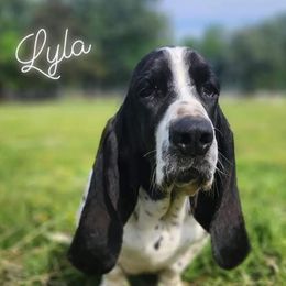 Lyla - Basset Hound
