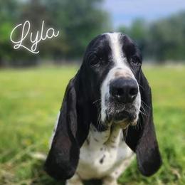 Lyla - Basset Hound