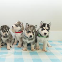 Siberian Huskies from Chelsea's Huskies