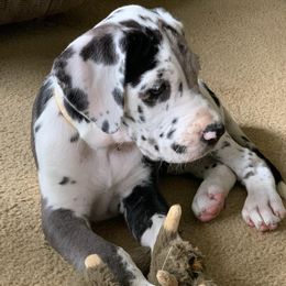Great Dane Puppies from Andrea Aldrich's Great Danes
