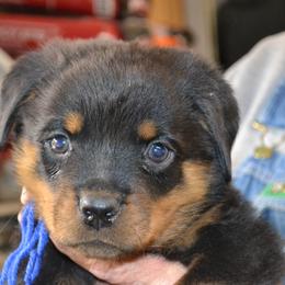 BLUE COLLAR MALE - Black and mahogany male Rottweiler puppy in Dawson Springs, Kentucky from Lakeview Rottweilers