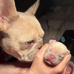 French Bulldog Puppies from Fav Frenchie Boutique Frenchies