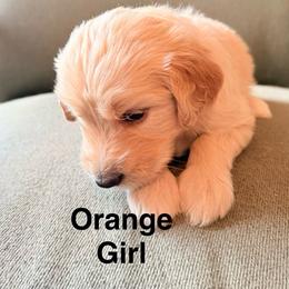 Orange Girl - Cream female Goldendoodle puppy in Colorado Springs, Colorado from Pikes Peak Doodles