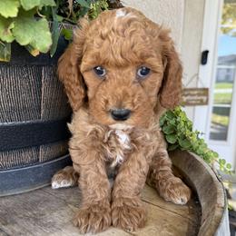Darth Vader - Black - Red male Cavapoo puppy in South Jordan, Utah from Simply Sweet Paws. LLC