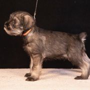 Orange - Pepper and salt male Standard Schnauzer puppy in Pismo Beach, California from Amandus Standard Schnauzers