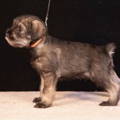 Orange - Pepper and salt male Standard Schnauzer puppy in Pismo Beach, California from Amandus Standard Schnauzers