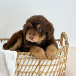 Olive - Red phantom female Aussiedoodle puppy in Manteca, California from Silva Ranch Doodles