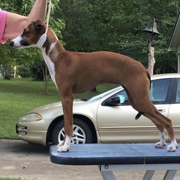 Italian Greyhounds from Cuore Italian Greyhounds
