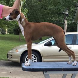 Italian Greyhounds from Cuore Italian Greyhounds