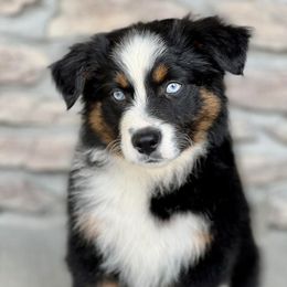 Miniature Australian Shepherd Puppies from Copper Creek Aussies