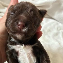 Hartley - Chocolate, tan and white female Yorkshire Terrier puppy in Waco, Texas from Betterthan Chocolate Yorkies