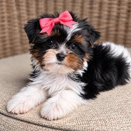 Wednesday - Parti female Yorkshire Terrier puppy in Jacksonville, Florida from Yorktown Yorkies