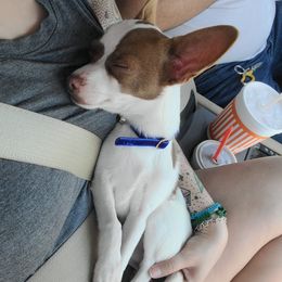 Kiko - Chihuahua