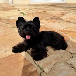 Cola - Yorkshire Terrier