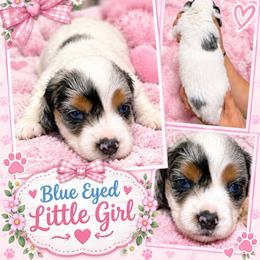 Cotton Candy - Dapple female Dachshund puppy in Williston, Florida from Teenie Weenie Dachshunds