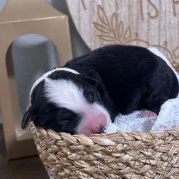 Ash - Black tri-color male Australian Shepherd puppy in Orlando, Florida from Skaky Shepherds