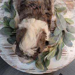 Aussiedoodle and Goldendoodle Puppies from Hunting Creek Kennels