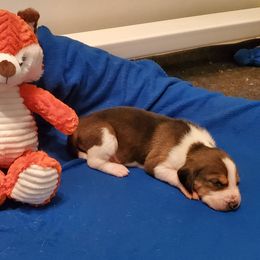 American Foxhound Puppies from Tri County Kennel