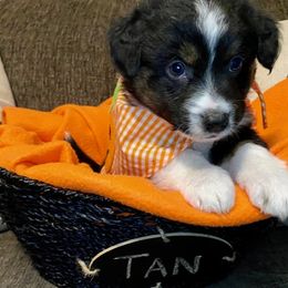 Miniature Australian Shepherd Puppies from Arch Hill Mini Aussies