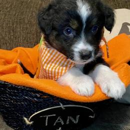 Miniature Australian Shepherd Puppies from Arch Hill Mini Aussies