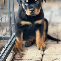 Rottweiler Puppies from Midnight Rottweilers