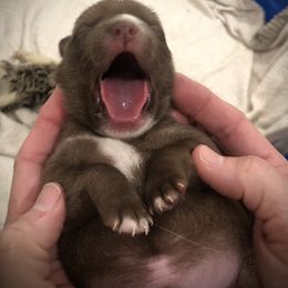 Pomsky Puppies from Aunt Bea’s Puppies