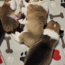 Pembroke Welsh Corgi Puppies from Corgis of Avalon