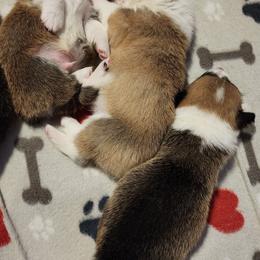 Pembroke Welsh Corgi Puppies from Corgis of Avalon