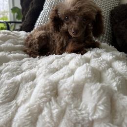 Brownie (tiny toy tcup) 3650 - Brown female Poodle puppy in Fredericktown, Missouri from Doodle Pups Fur-Ever