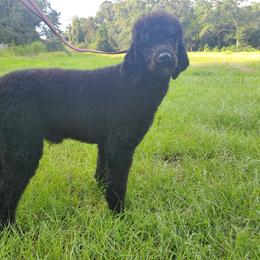 Bruno - Poodle