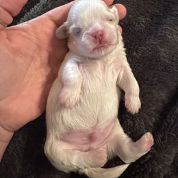 Boy 1 - Cream and white male Shih Tzu puppy in Lakeland, Florida from The Townsend Tzu