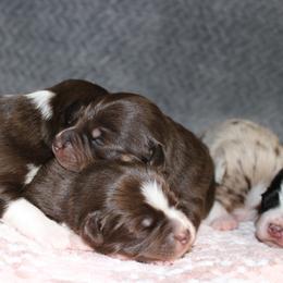 Miniature American Shepherd and Miniature Australian Shepherd Puppies from Integrity Aussies Tx