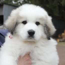 Great Pyrenees Puppies from White O'Morn Farm AKC Great Pyrenees