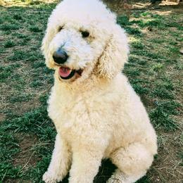 Amber - Goldendoodle