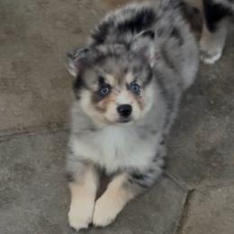 Judy - Merle female Pomsky puppy in Spring Hill, Florida from PDQ Pomskies