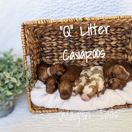 Bernedoodle and Cavapoo Puppies from Wag'in Tails