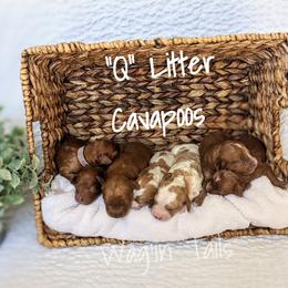 Bernedoodle and Cavapoo Puppies from Wag'in Tails