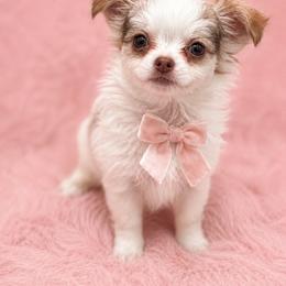 Posie - Chocolate and white female Chihuahua puppy in Smyrna, Georgia from GeorgiasChihuahuas