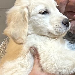 Golden Retriever Puppies from Ginn’s Golden Retrievers